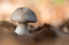 Kleiner Pilz im Laub