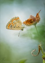 Kleiner Sonnenröschen-Bläuling (Brown Argus)