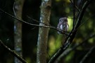 Stiller Beobachter-Sperlingskauz (Glaucidium passerinum)