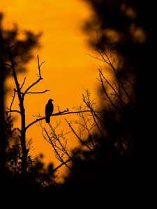 Fischadler im Sonnenuntergang