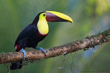 Chestnut-mandibled Toucan