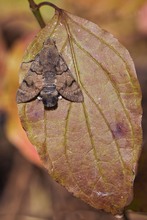 Herbstliches Taubenschwänzchen