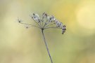 Wiesenbärenklau, Apiaceae