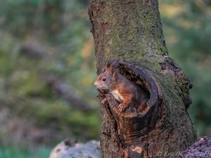 Eichhörnchen Wohnung