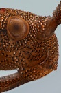 Braune Randwanze