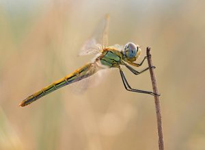 Späte 'Frühe Heidelibelle'  (Sympetrum fonscolombii)