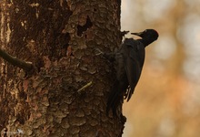Schwarzspecht im Herbstwald