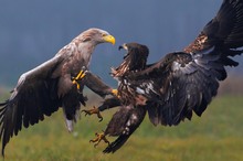 Adler-Beef