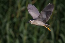 Nachtreiher im Flug vor Schilfkulisse
