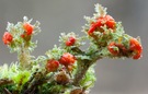Cladonia Bellidiflora