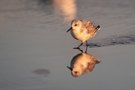 Sanderling