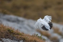 Fast ganz in weiss