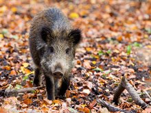 Ein Grunzen und Rascheln im Herbstlaub