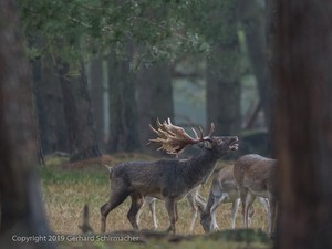 Riesenhirsch