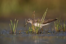 Waldwasserläufer in der Flachwasserzone