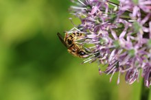 Fleißiges Bienchen