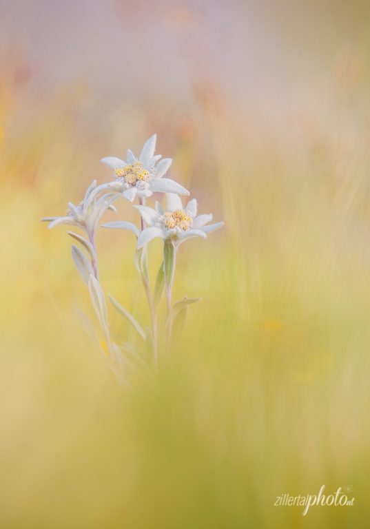 Edelweiss