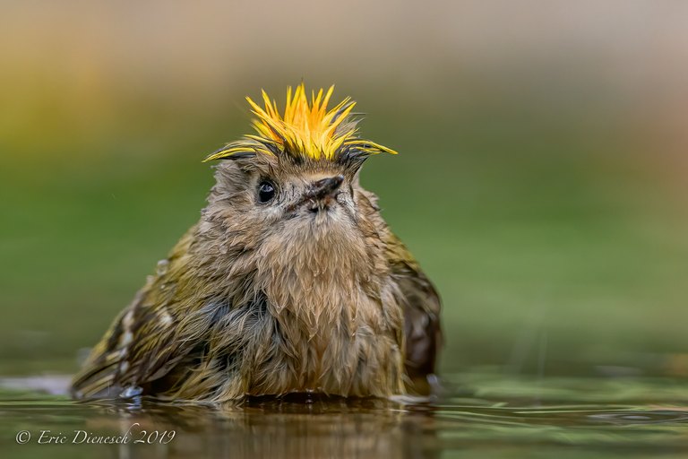 Der Kleine Punk