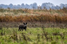 Den Fotografen im Visier