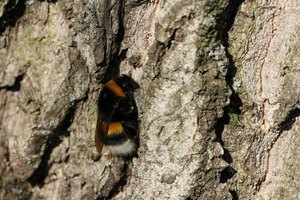 Erdhummel auf Wohnungssuche