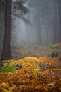 Ein Farbtupfer im Herbstwald