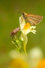 Leinkraut mit Besuch