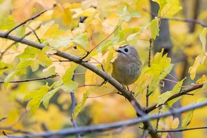 Wintergoldhähnchen