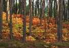 Herbstfarnwald