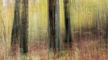 Sonne im Herbstwald