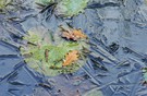Seerose im Eismantel - Berührungspunkte von Sommer und Winter