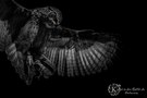 Owl in the Dark