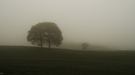 Baum auf Feld vorm Nebel
