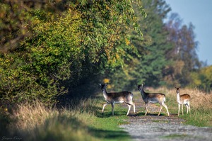 Im Gänsemarsch