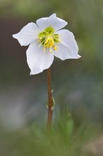 Christrose mit Bewohner....