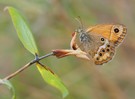 Coenonympha dorus '19