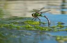 Große Königslibelle (Anax imperator)