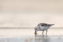 Sanderling beim Abendbrot