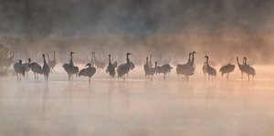 Schattenvögel im Nebel