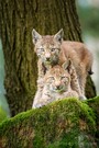 Zwei junge Luchse (lynx lynx) auf einem Stein