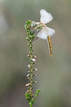 Frühe Heidelibelle