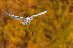 Silberreiher vor herbstlicher Kulisse