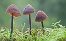 Spitzkegeliger Kahlkopf (Psilocybe semilanceata) ????