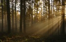 Herbstwald im Lichtspot