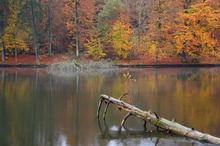 Bärensee