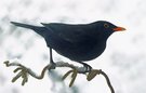Schwarzer Vogel