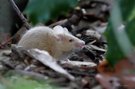 Albino-Maus