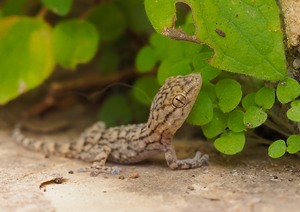 Baby-Gecko