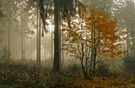 Stimmungsvoll....