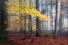 Herbstnebel