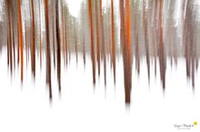 Winterwald